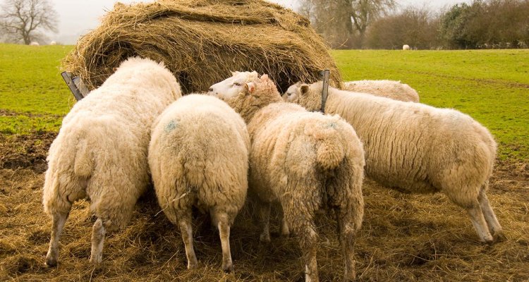 PawVital Wound Healing Cream